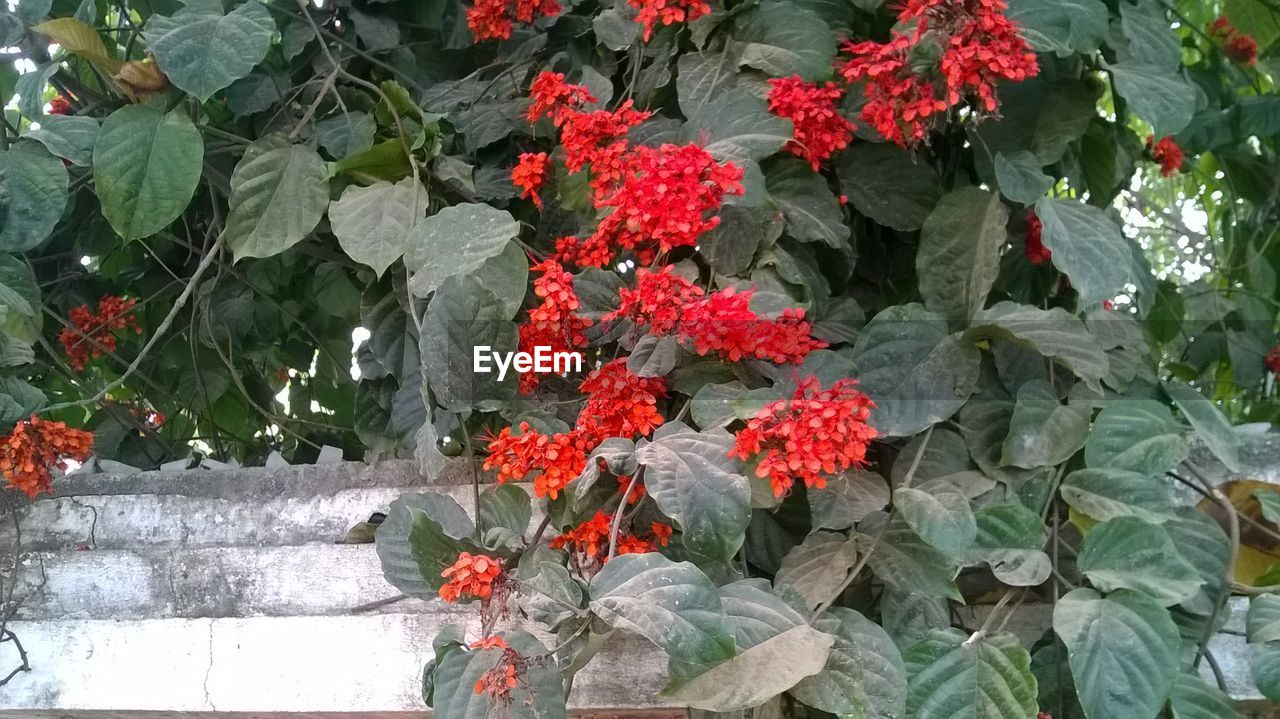 CLOSE-UP OF RED FLOWER PLANTS