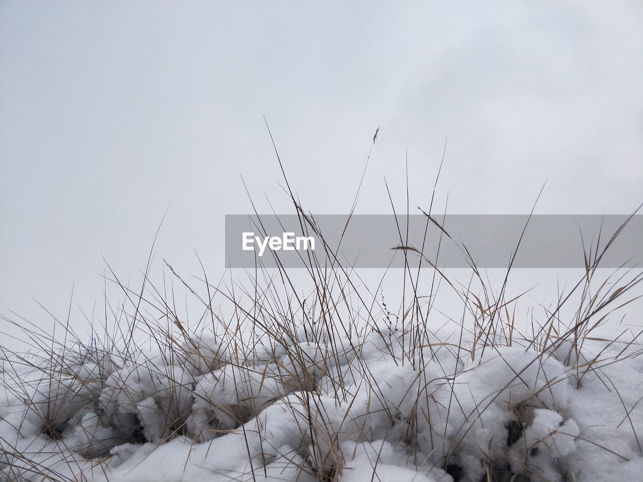 CLOSE-UP OF FROZEN PLANTS AGAINST SKY