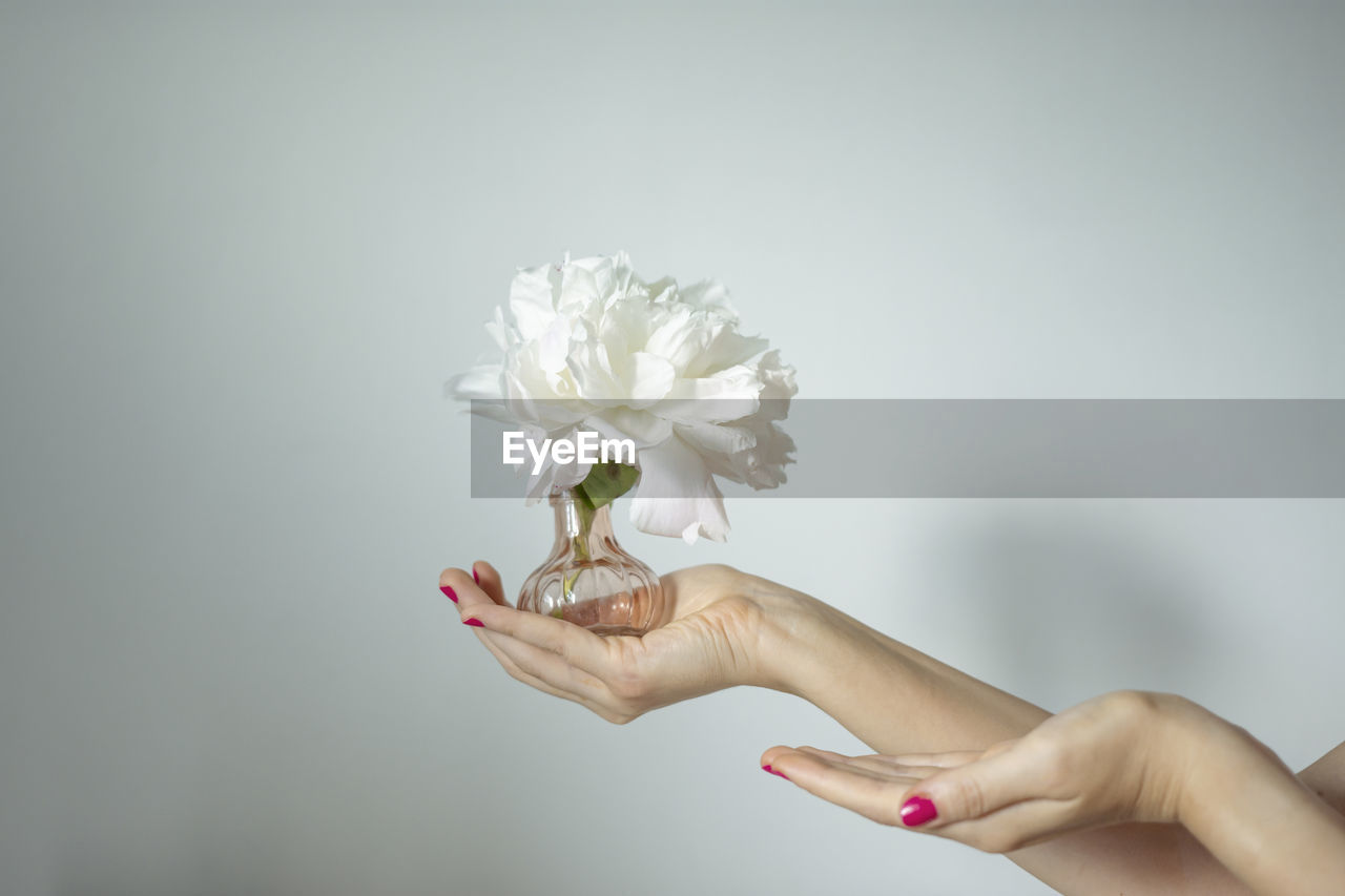 Cropped hand of woman holding flower vase over gray background
