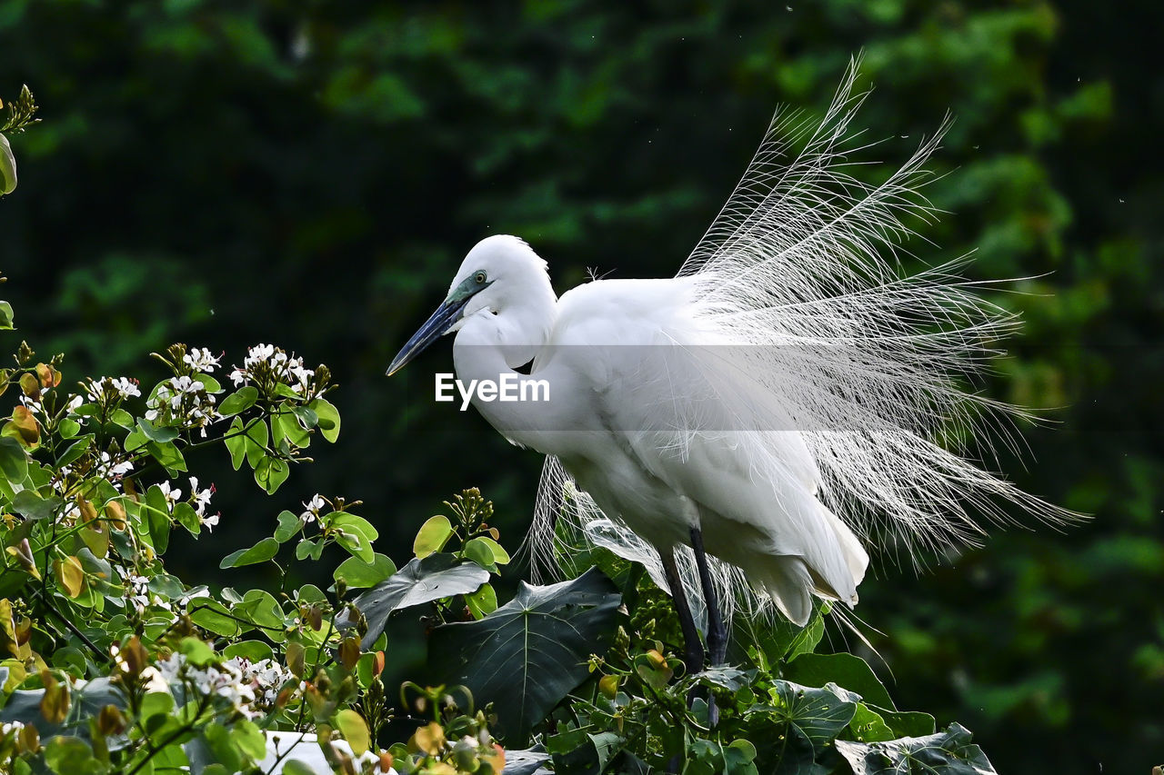 VIEW OF A BIRD IN A PLANT