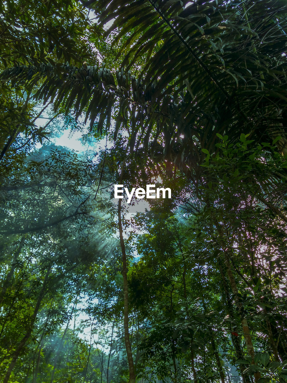 Low angle view of trees in forest