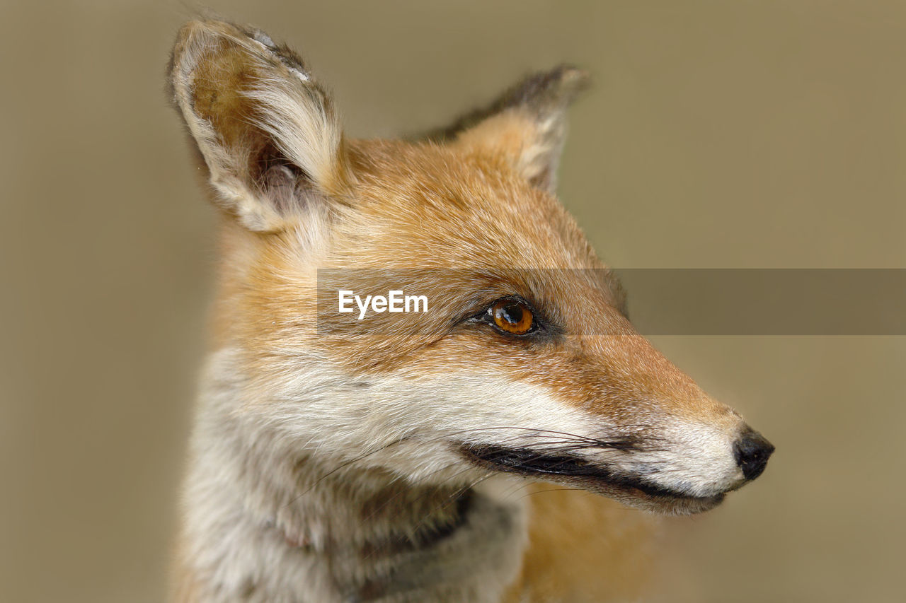 Closeup of fox head in habitat