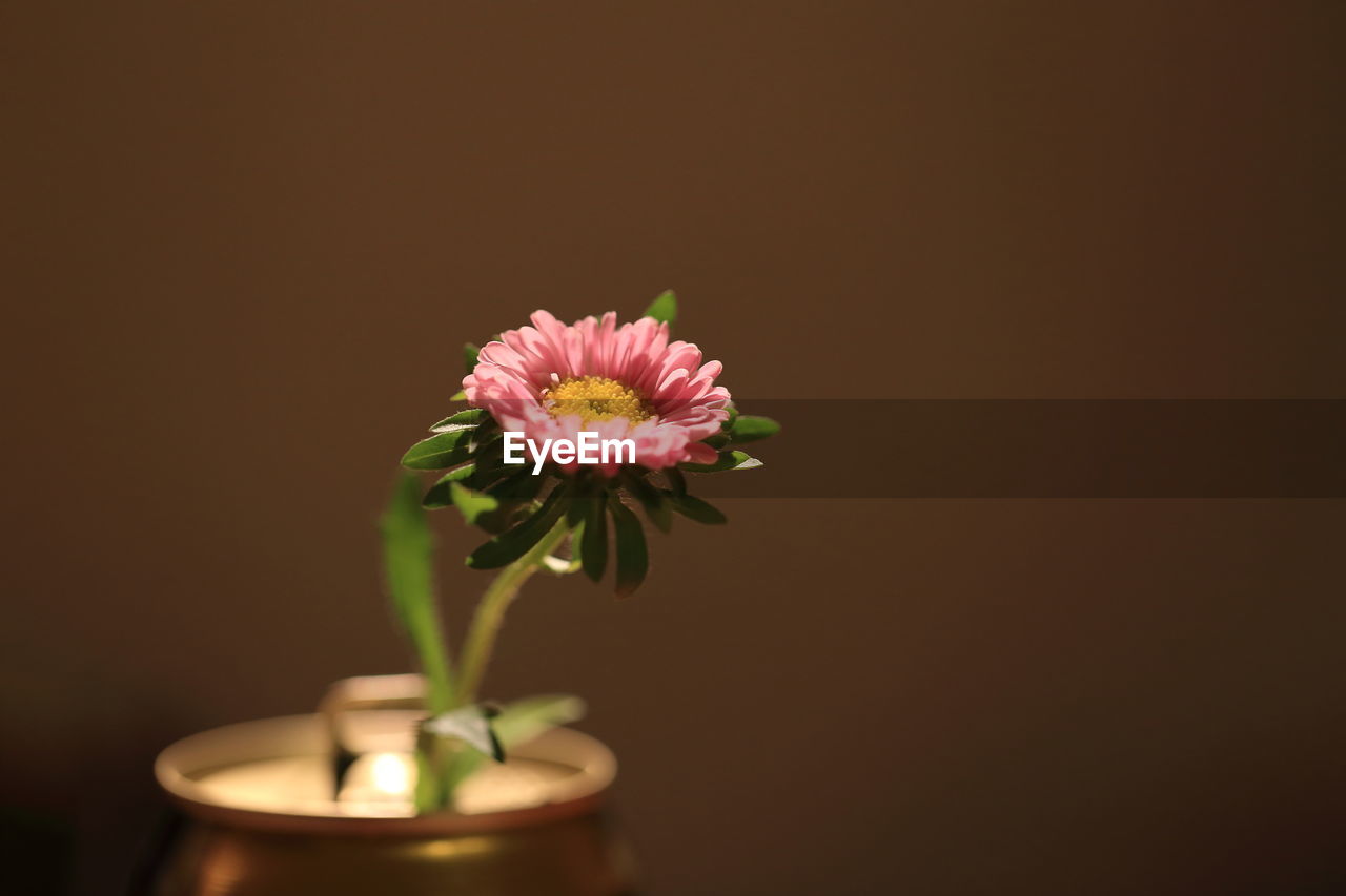 Close-up of pink flowers