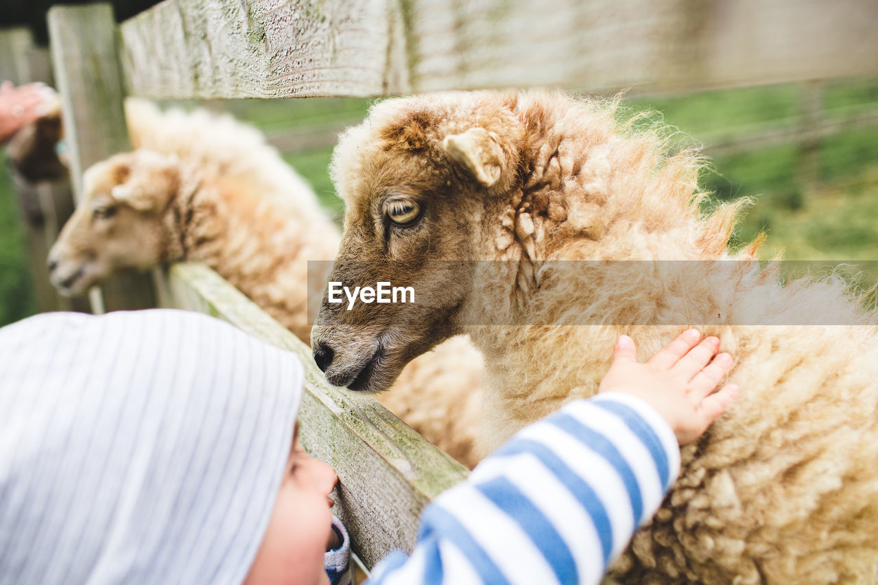 Boy touching sheep