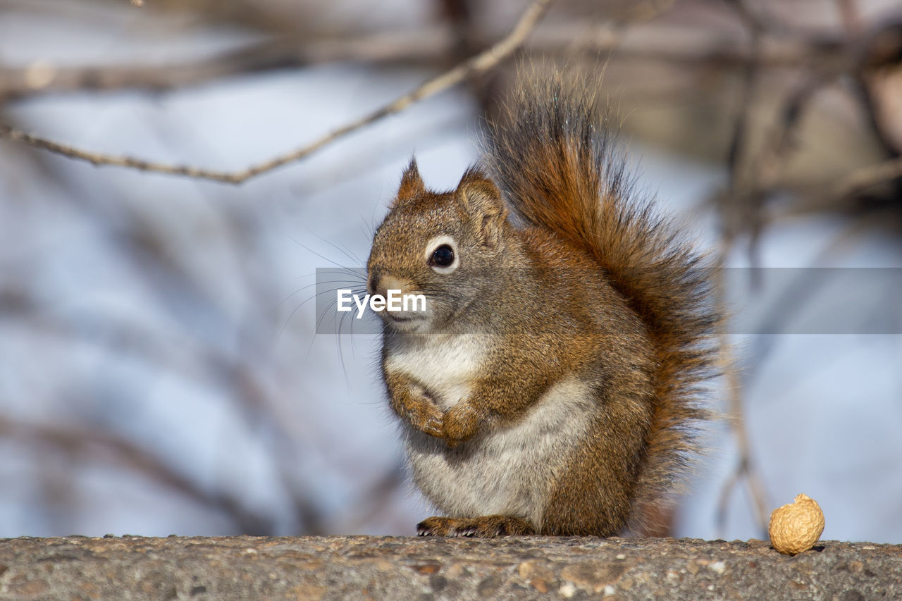 CLOSE-UP OF SQUIRREL ON TREE