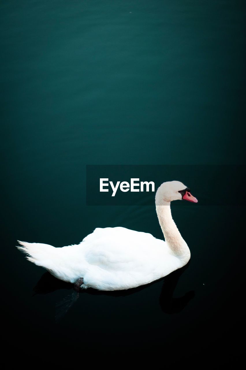 HIGH ANGLE VIEW OF SWAN FLOATING IN LAKE