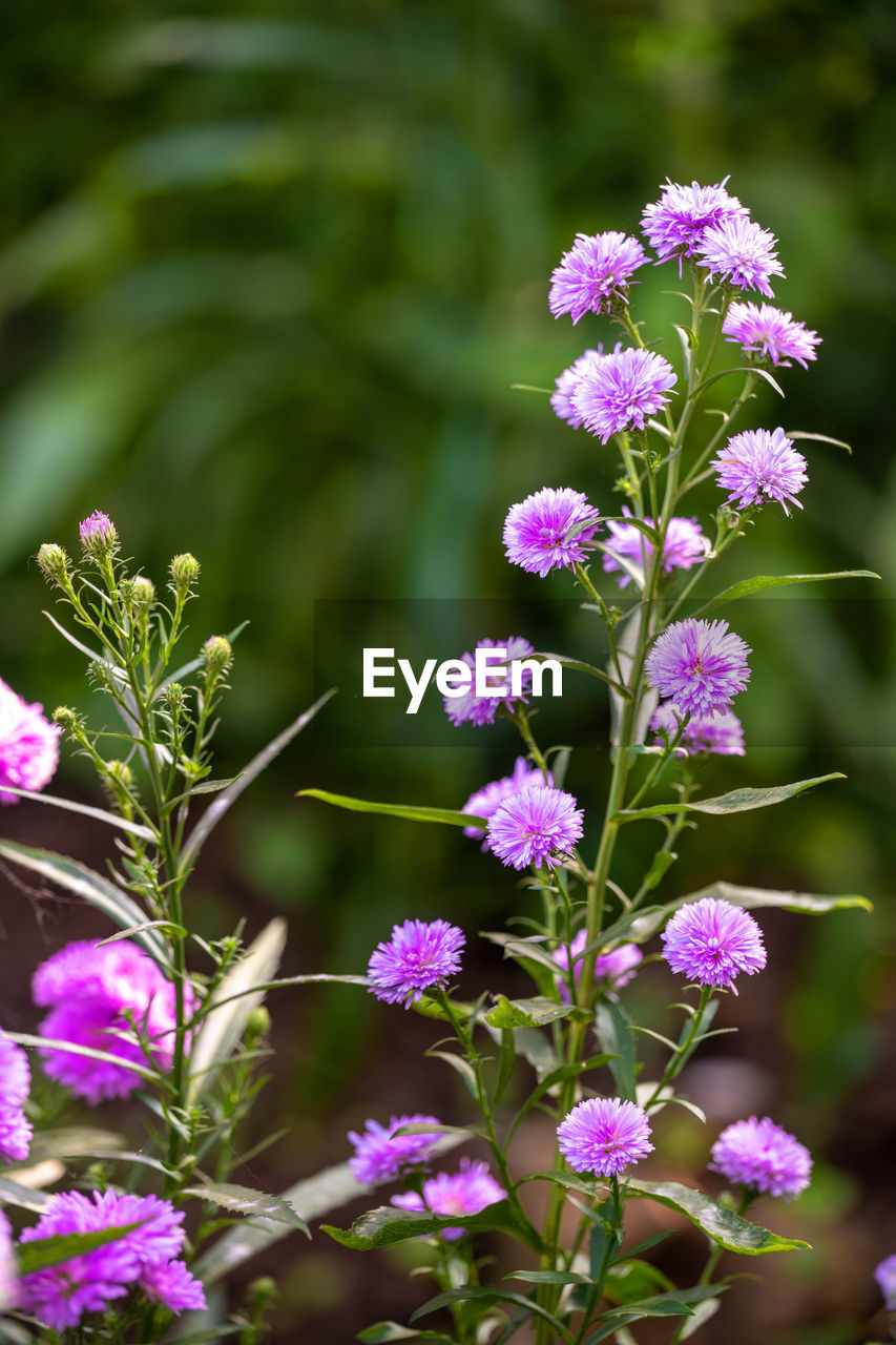 CLOSE-UP OF PURPLE FLOWERING PLANT