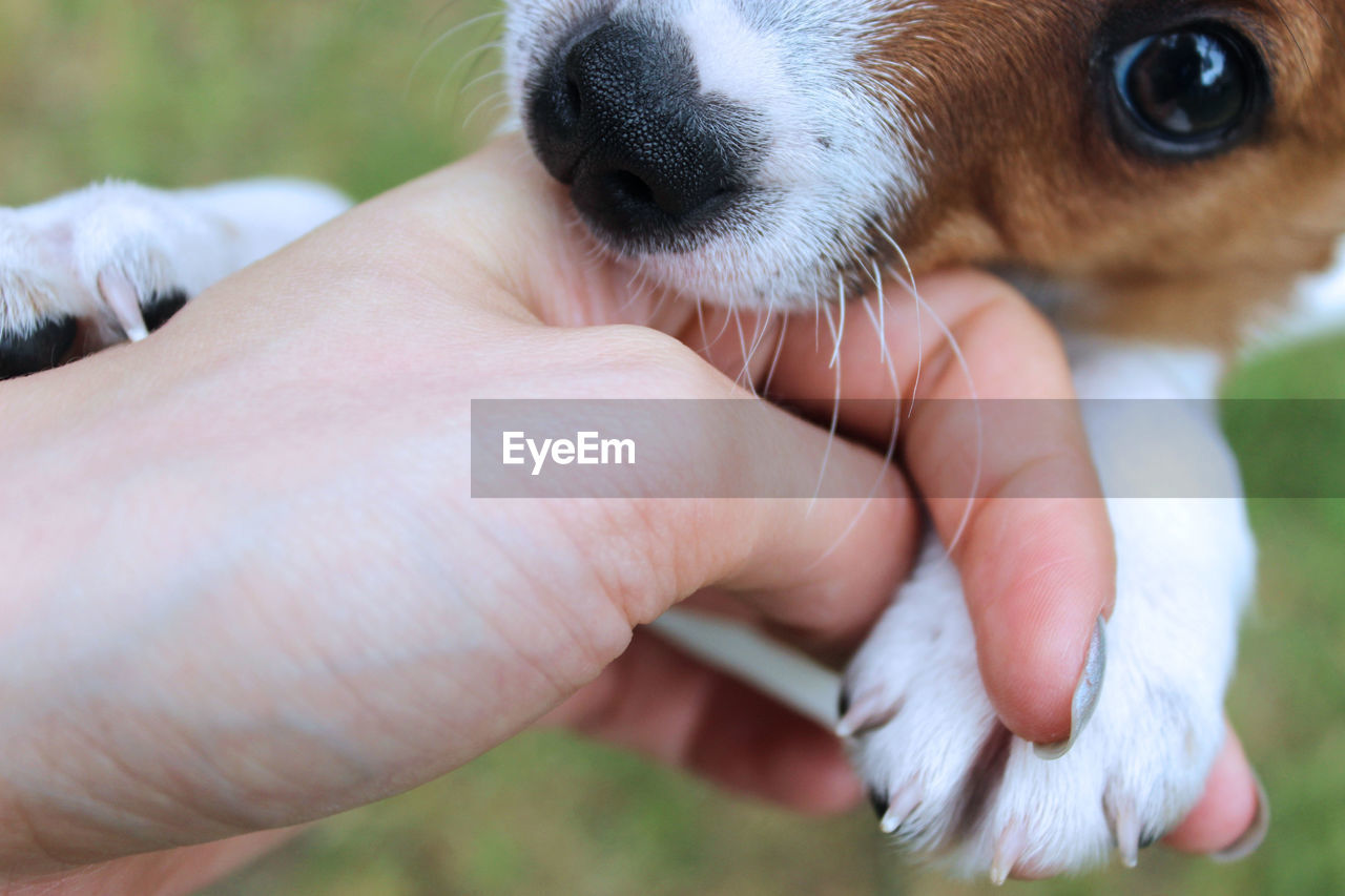 Close-up of hand holding puppy