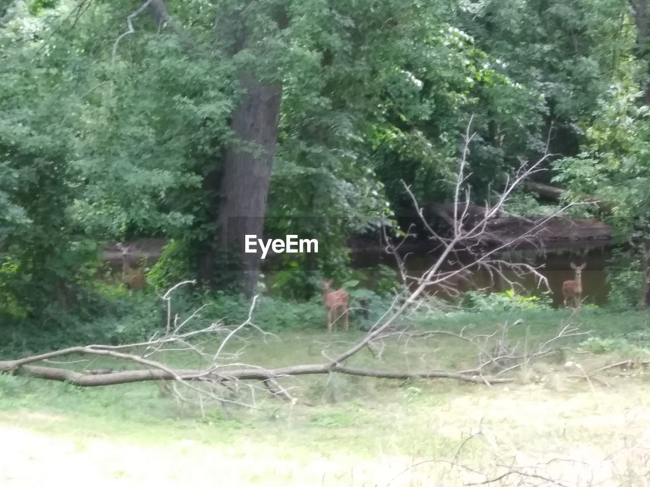 VIEW OF A FOREST