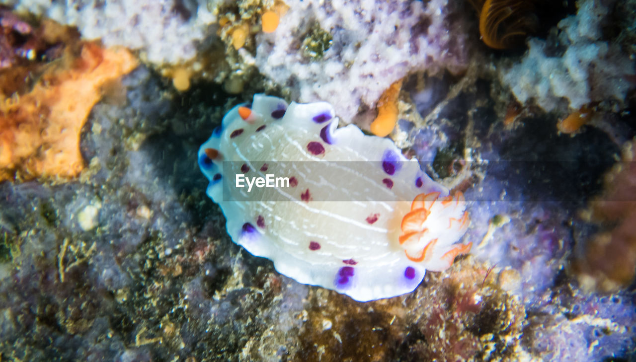 CLOSE-UP OF MULTI COLORED UNDERWATER