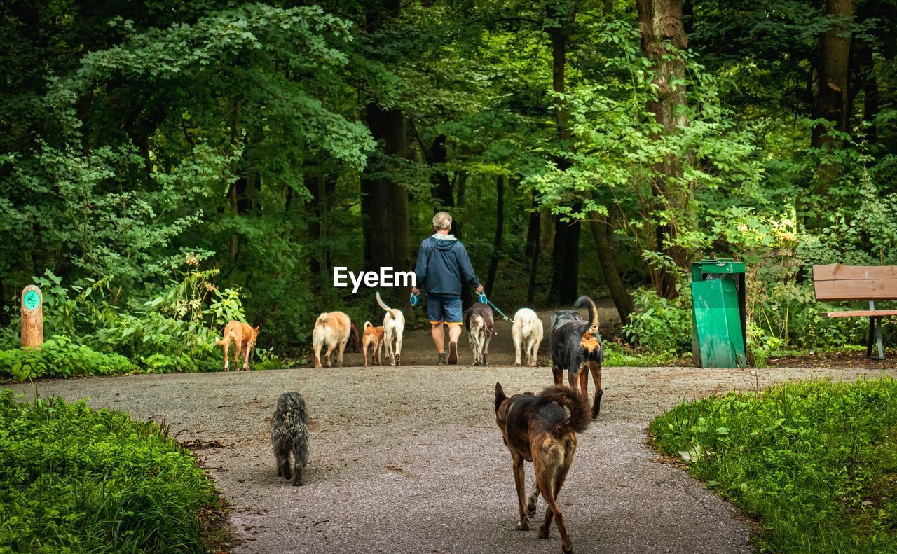 Rear view of man with dog walking by plants