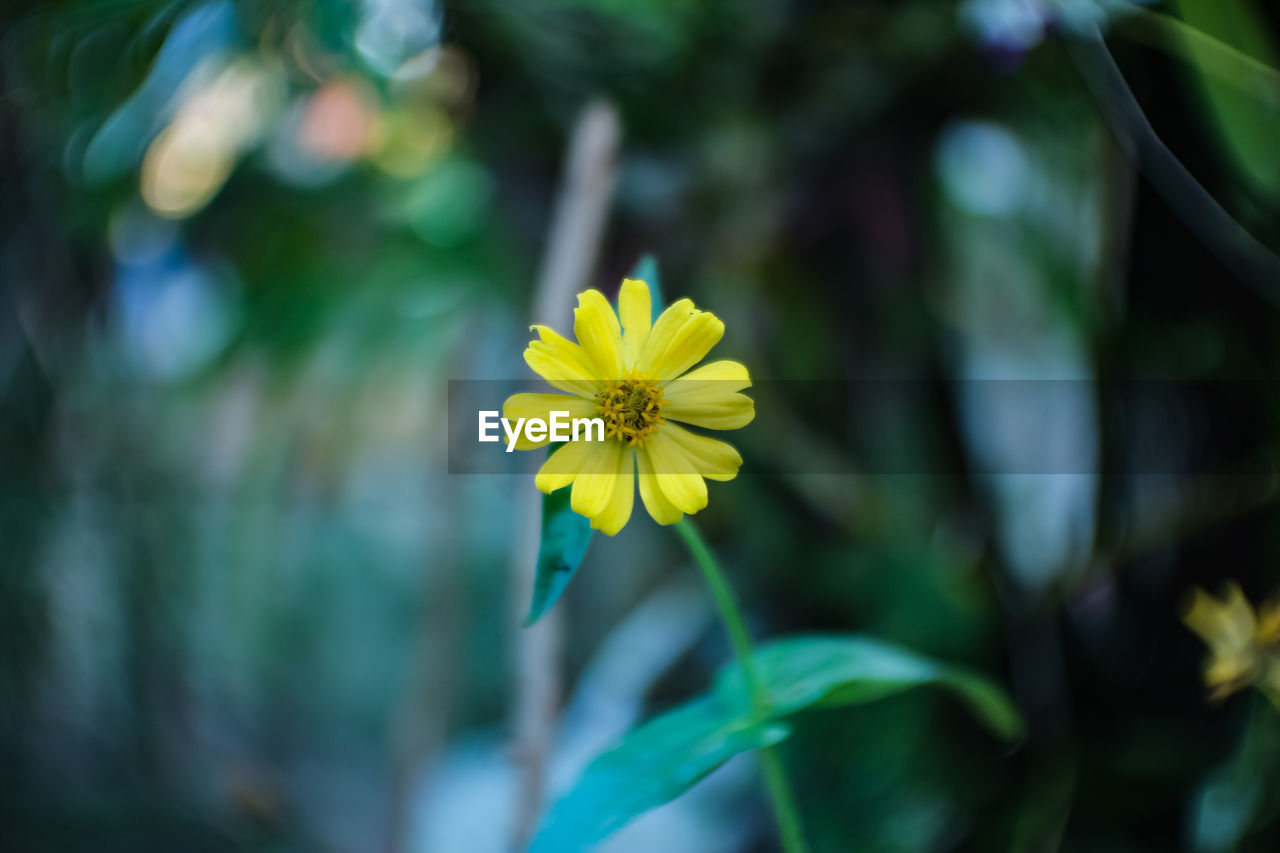 Close-up of yellow flowers blooming outdoors