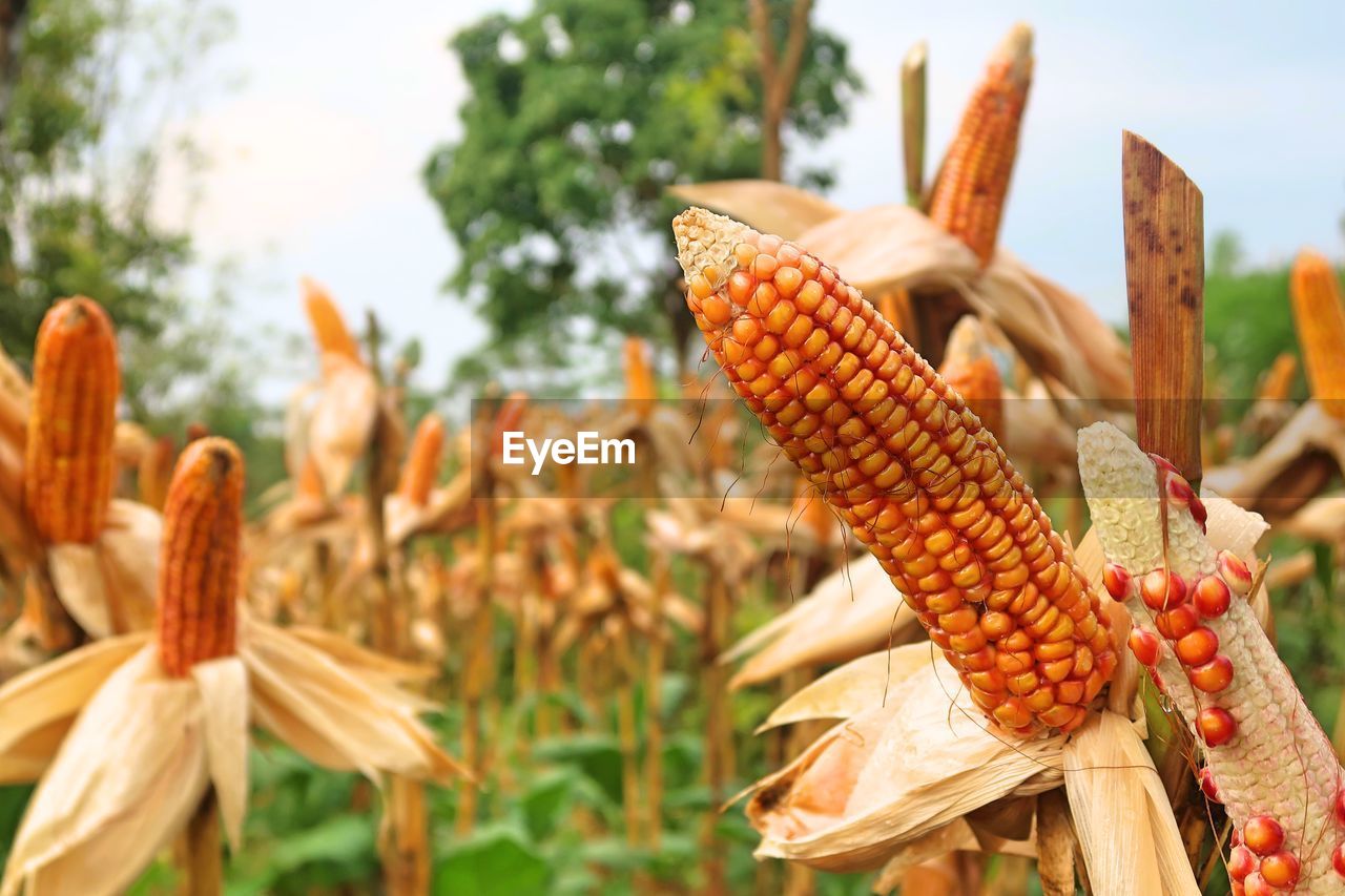 Close-up of corn on field