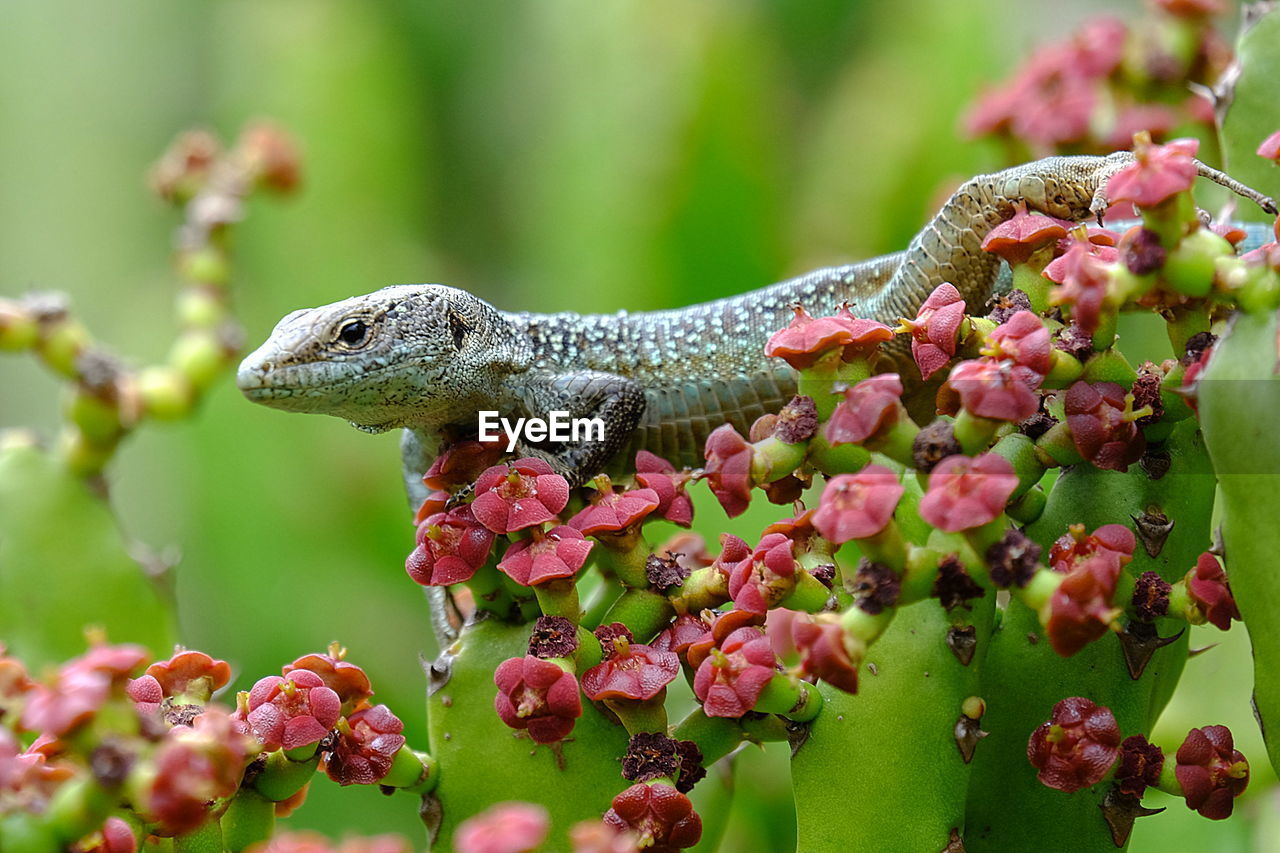 Close-up of lizard on plants