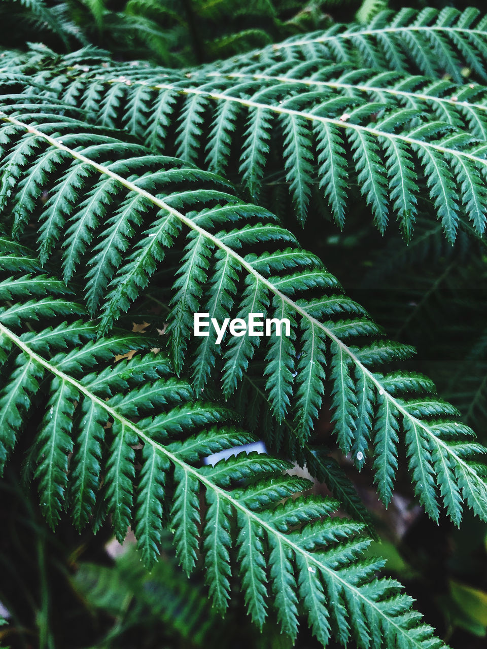 Close-up of fern leaves