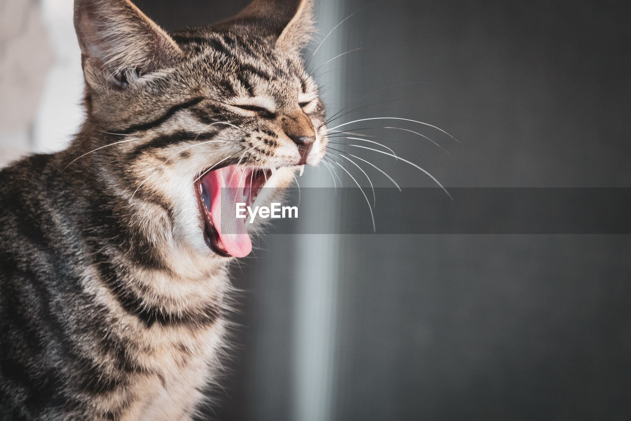 CLOSE-UP OF TABBY CAT YAWNING
