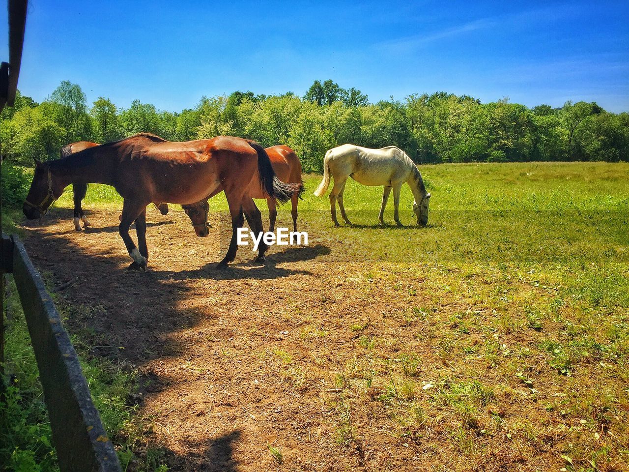 HORSES ON FIELD AGAINST SKY