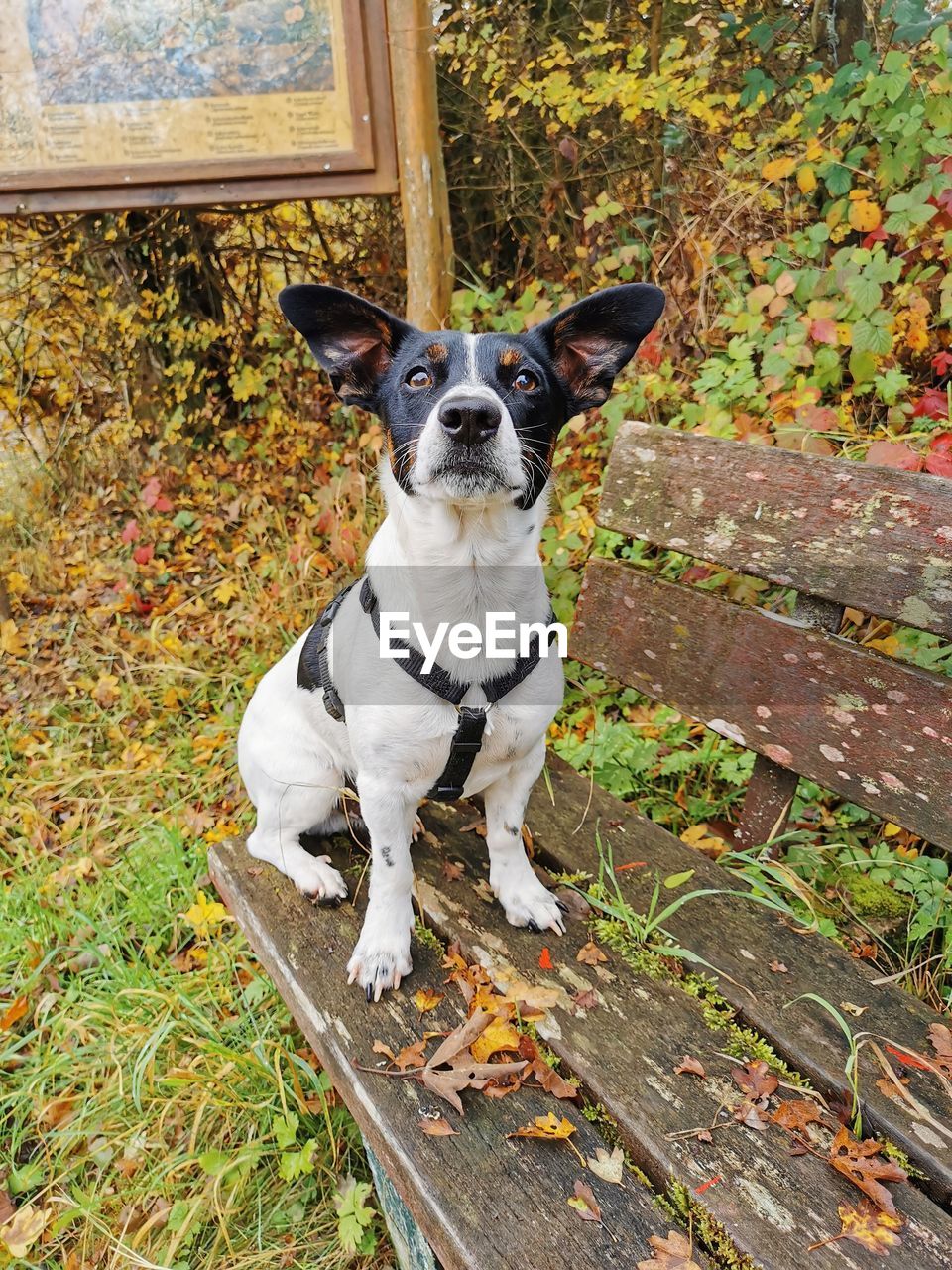 PORTRAIT OF DOG STANDING BY PLANT