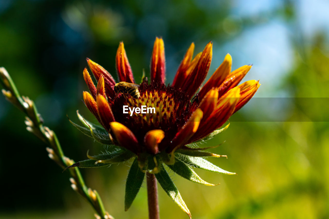 Close-up of orange flower