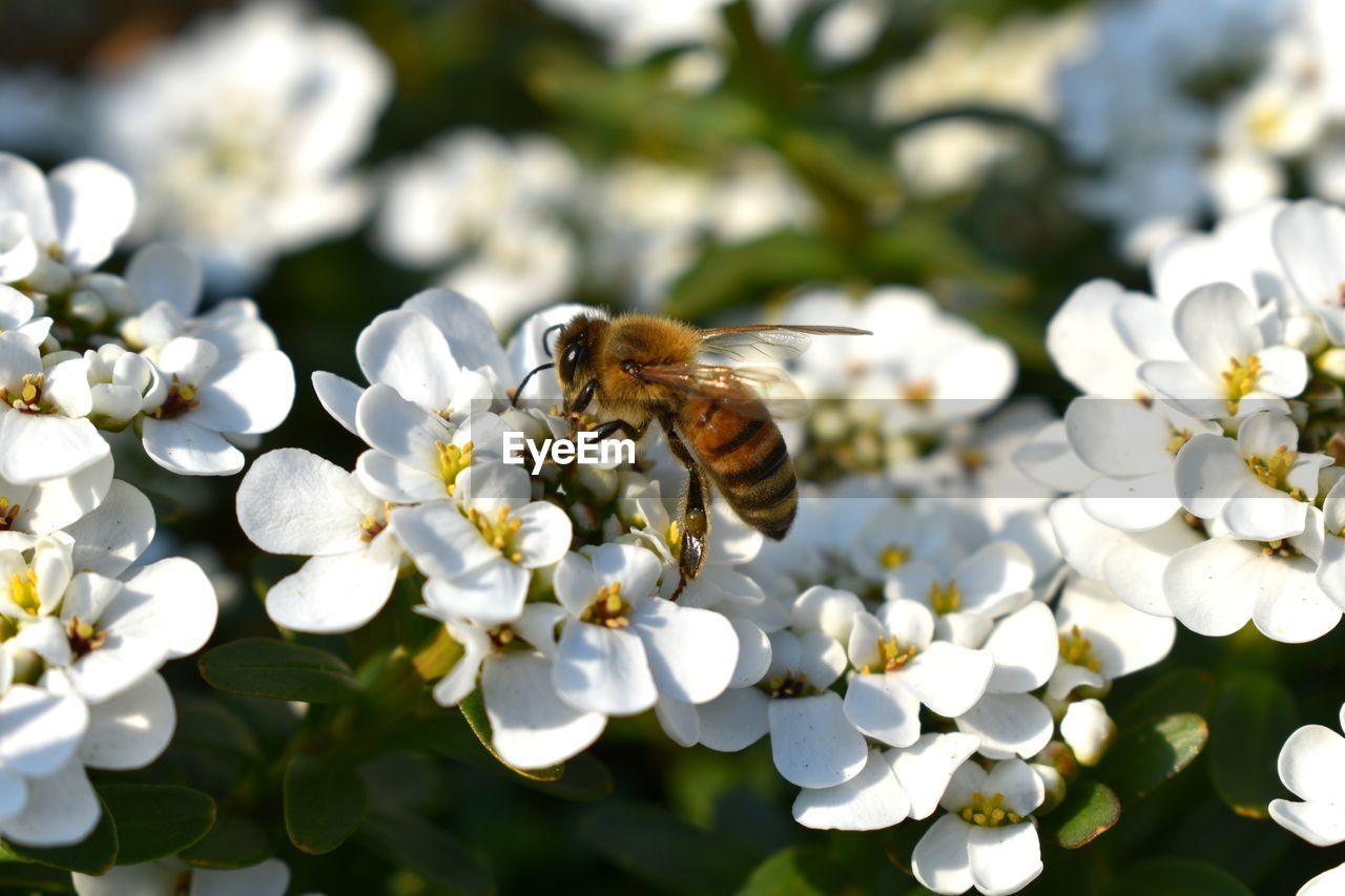 Bee collecting pollen on white flower