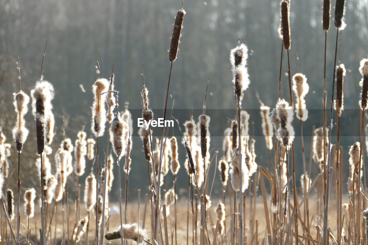 CLOSE-UP OF PLANTS OUTDOORS