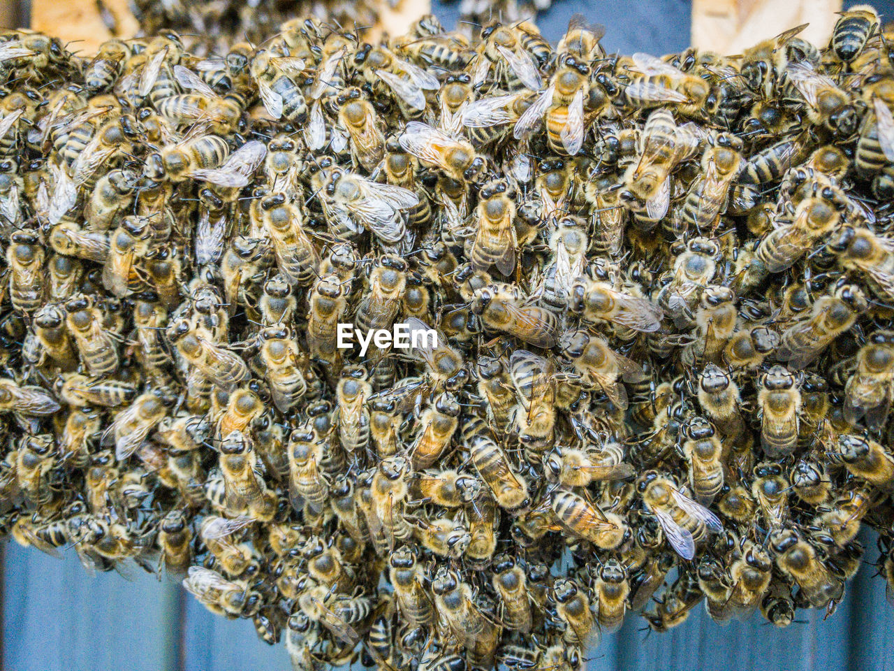 Swarm of bees on a beehive 