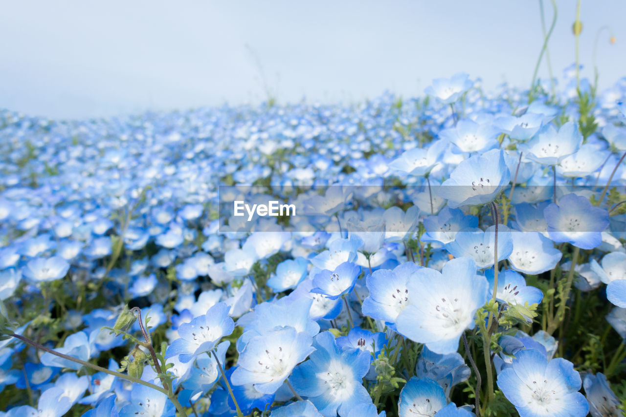 Close-up of white flowering plants against blue sky