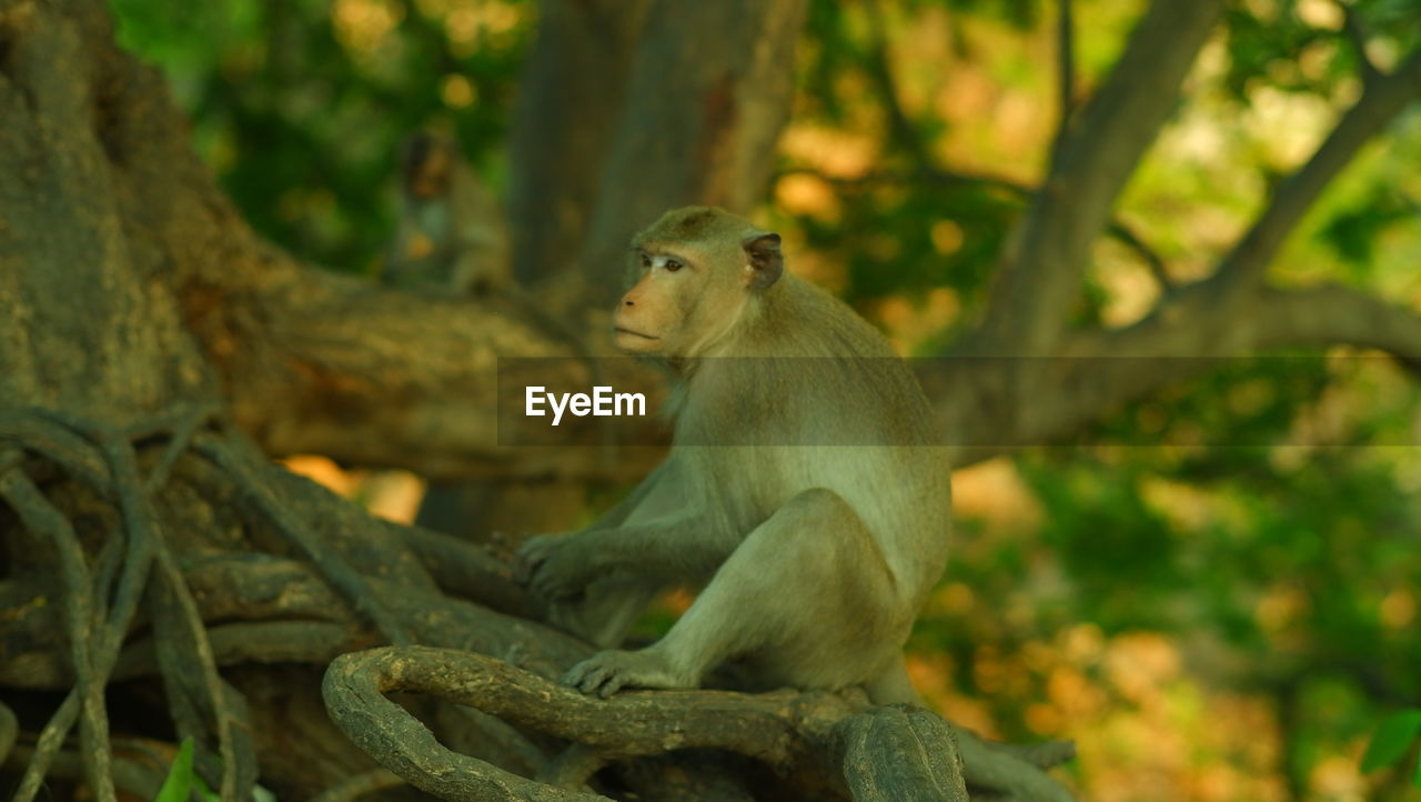 SIDE VIEW OF A MONKEY SITTING ON TREE