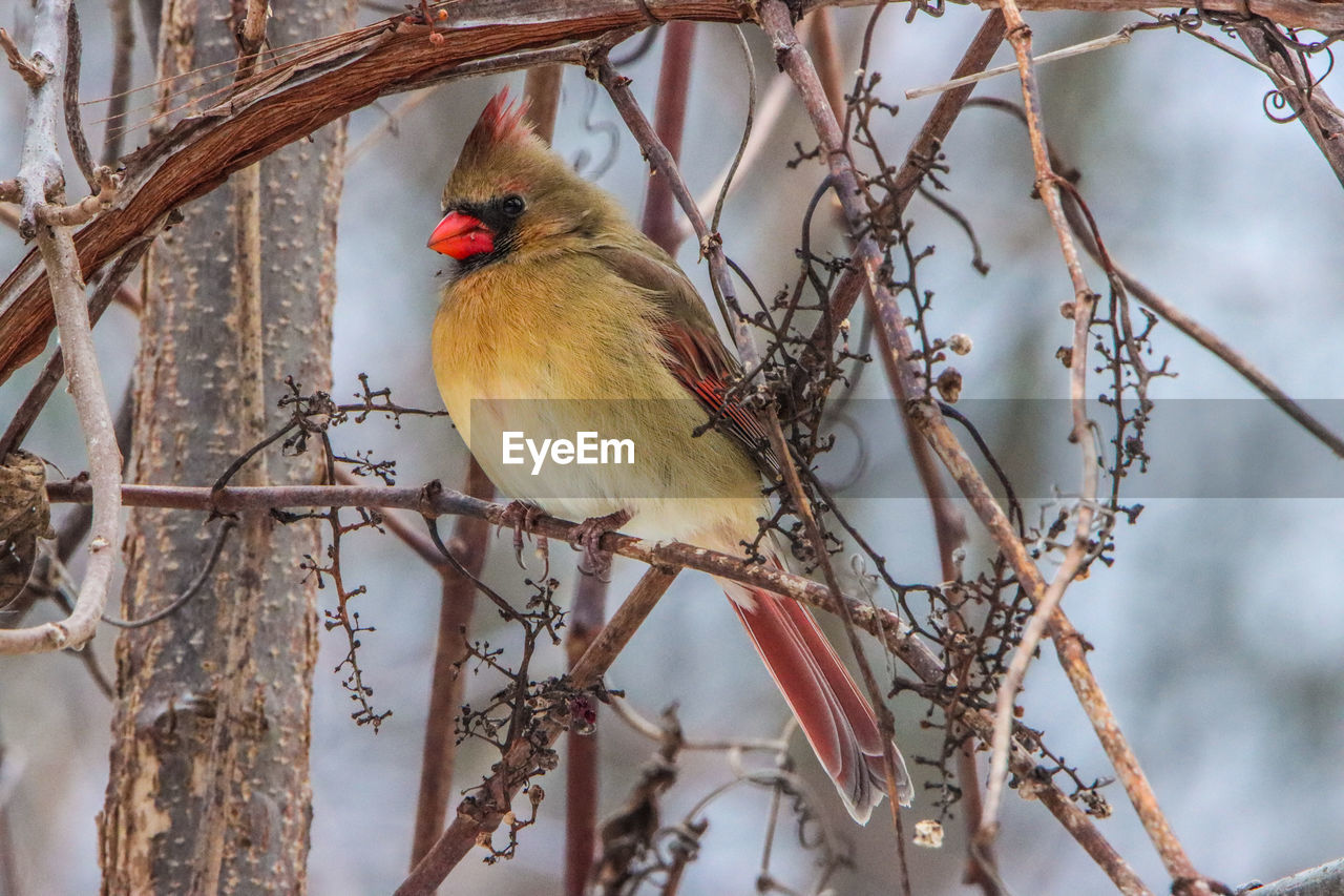 Close-up of a female northern cardinal perching on tree