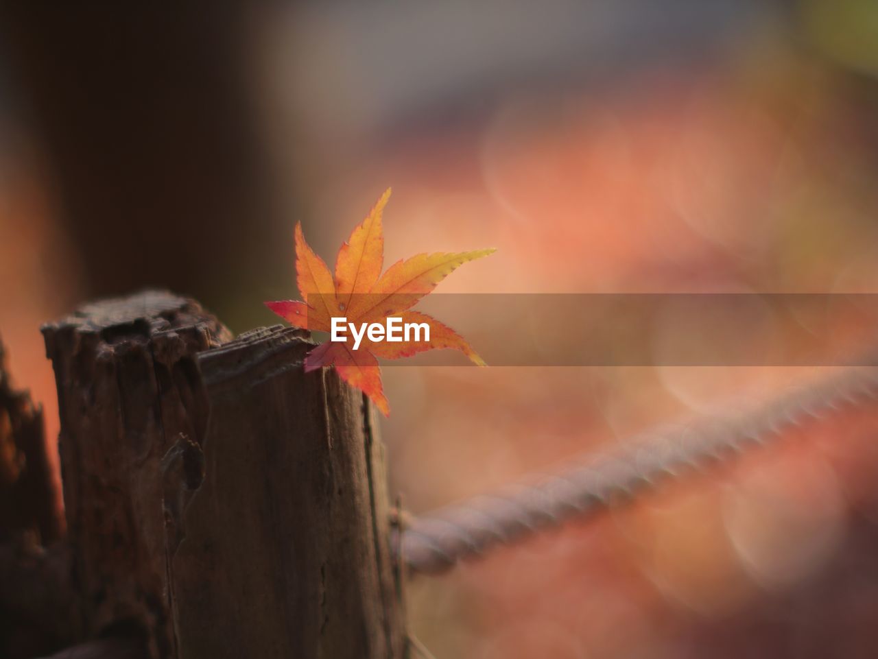 Close-up of orange leaf on wood during autumn