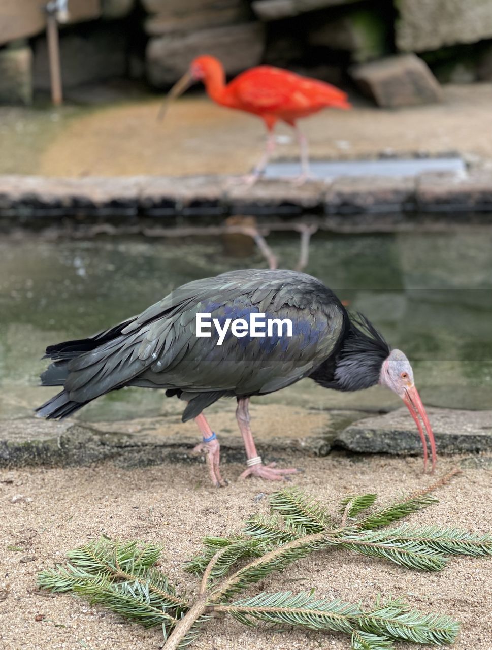 bird, animal themes, animal, animal wildlife, wildlife, water, water bird, zoo, beak, one animal, nature, no people, full length, ciconiiformes, outdoors, ibis, day, animal body part, feather, lake, focus on foreground, stork