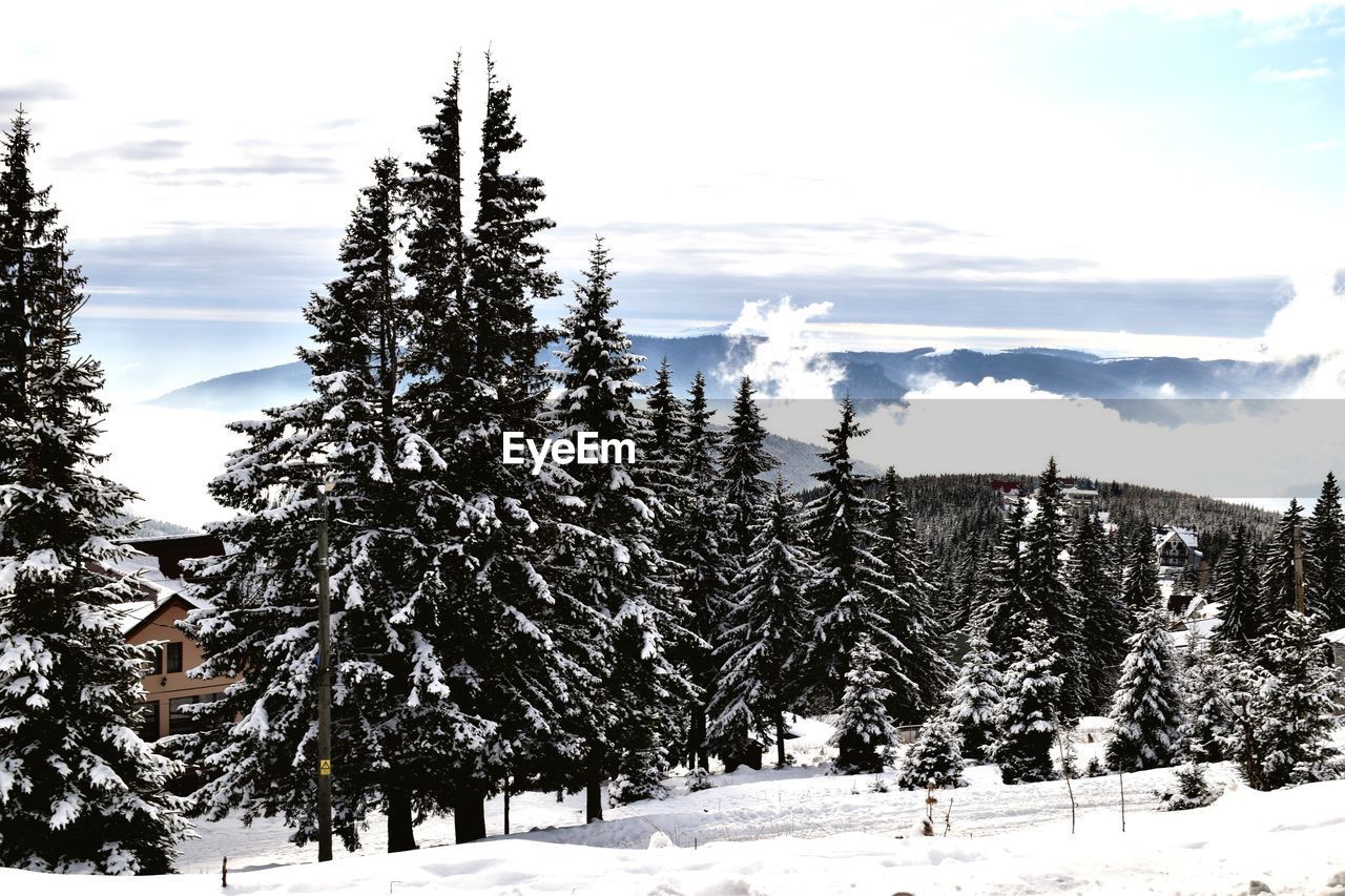 TREES ON SNOWCAPPED LANDSCAPE AGAINST SKY