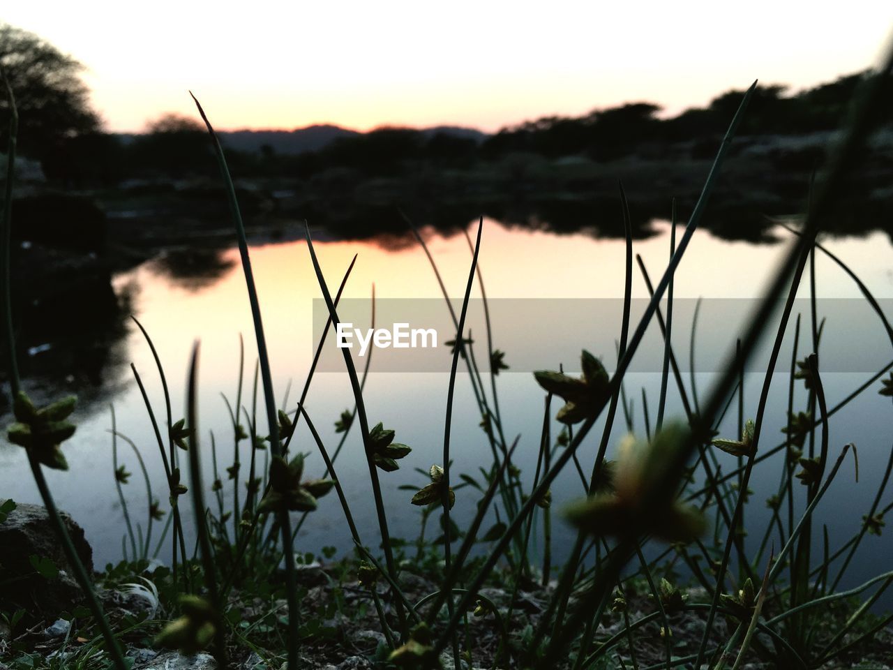 CLOSE-UP OF PLANTS AGAINST LAKE