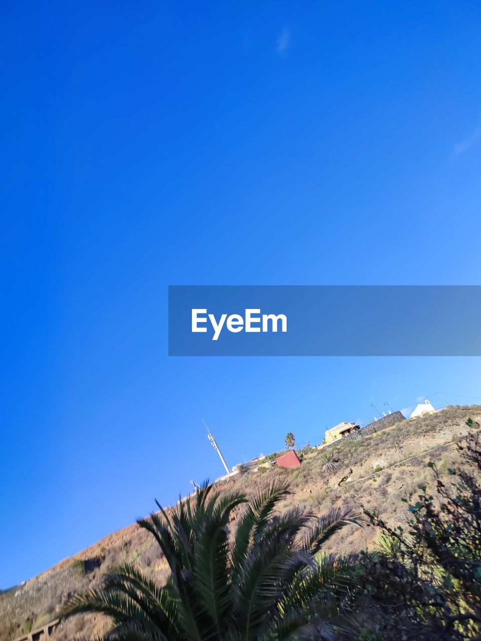 LOW ANGLE VIEW OF PLANT AGAINST CLEAR BLUE SKY