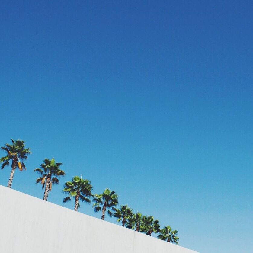 LOW ANGLE VIEW OF PALM TREES AGAINST CLEAR BLUE SKY