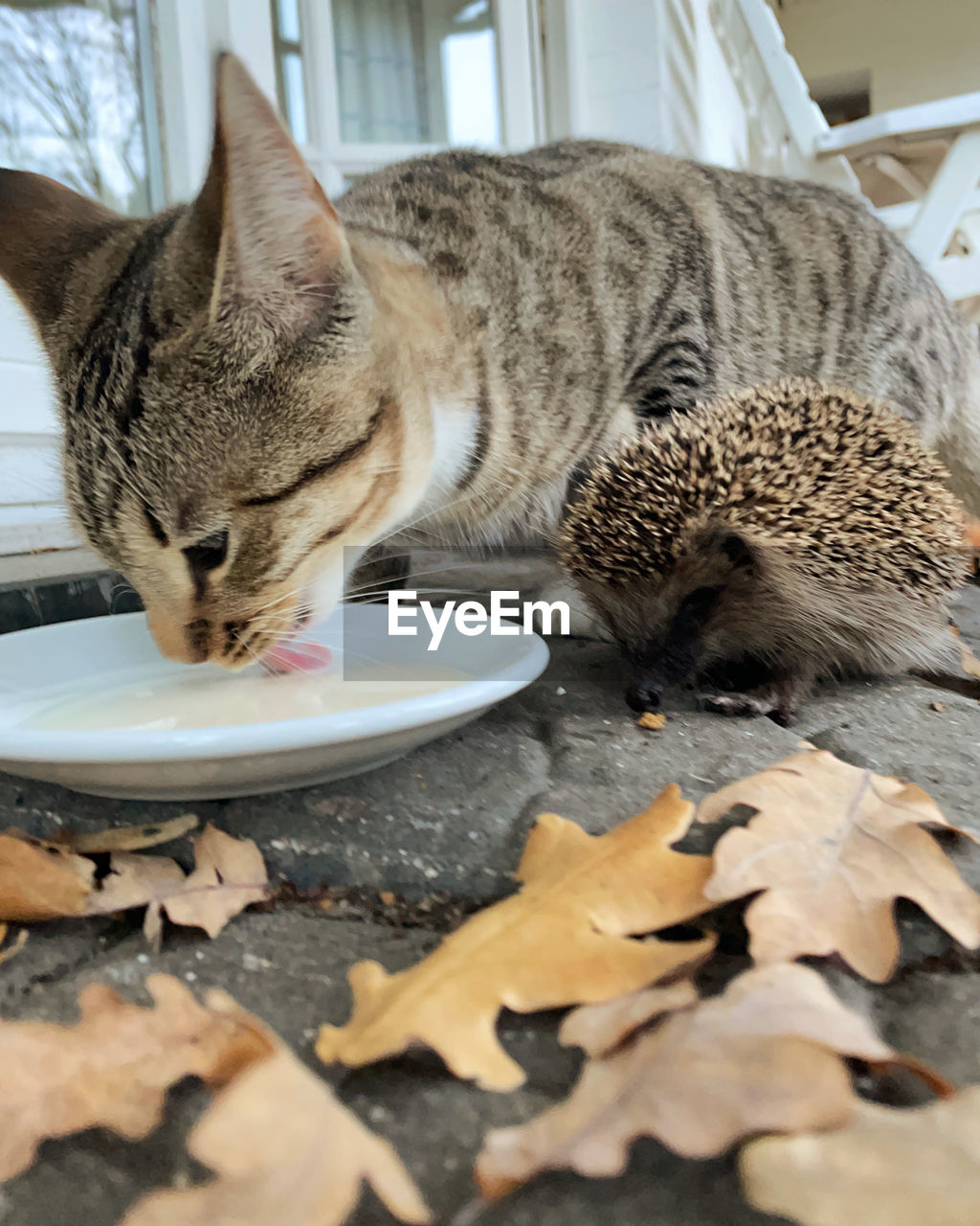 Close-up of a cat