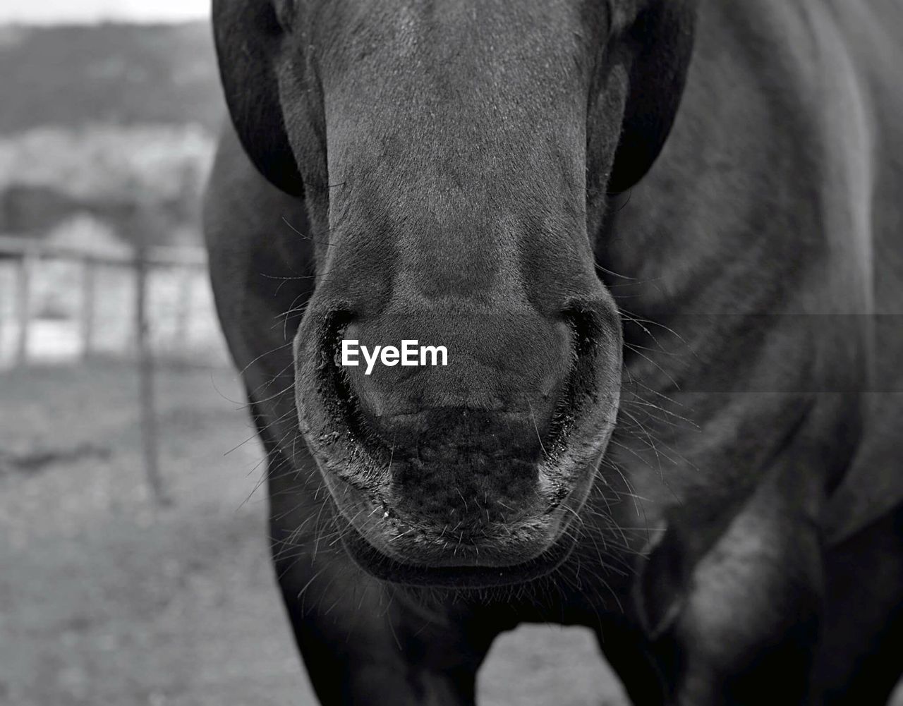 Extreme close-up of horse nose