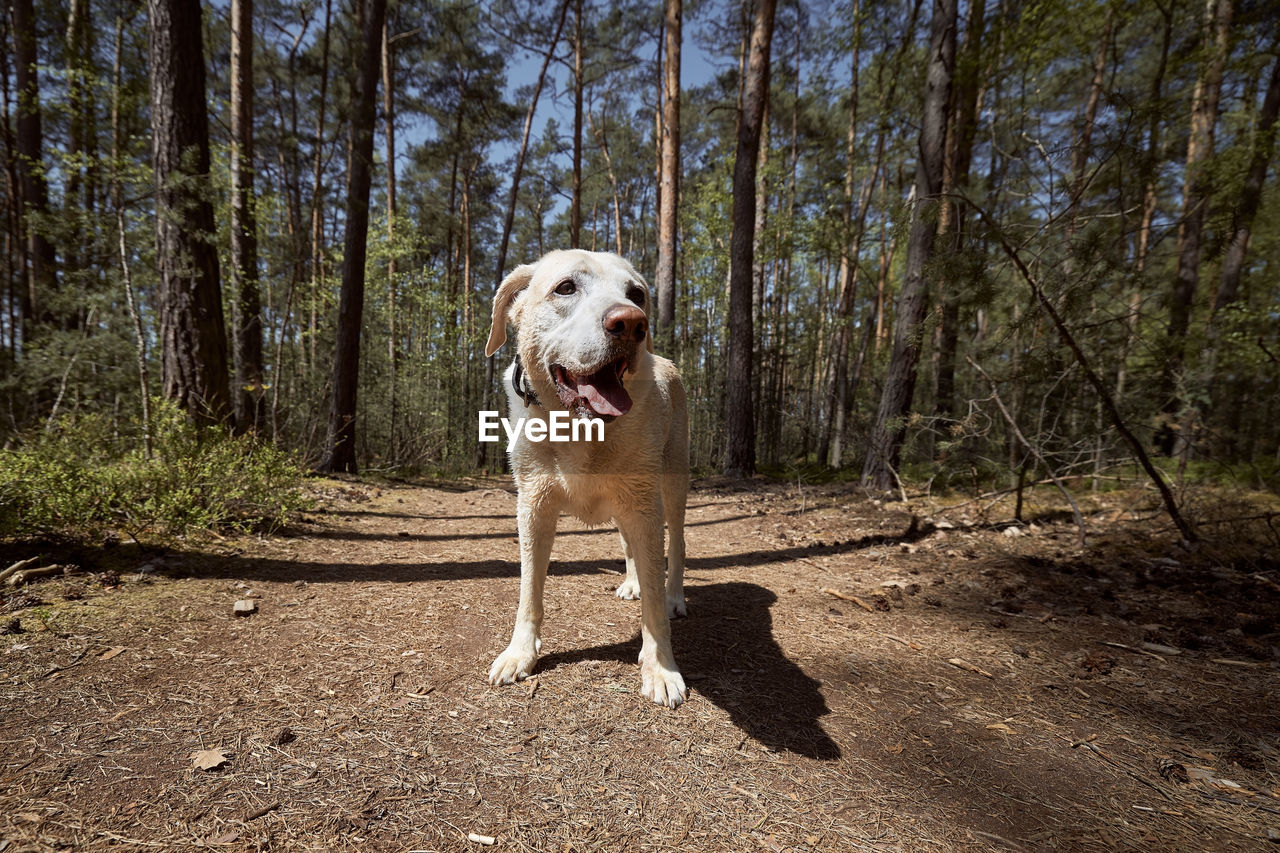 DOG RUNNING ON STREET AMIDST TREES IN FOREST