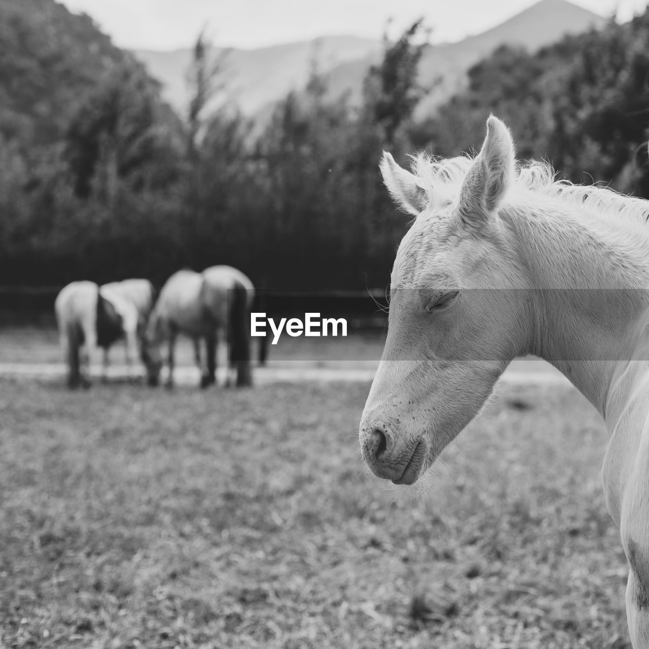 Portrait of a cremello foal or albino with eyes closed in black and white