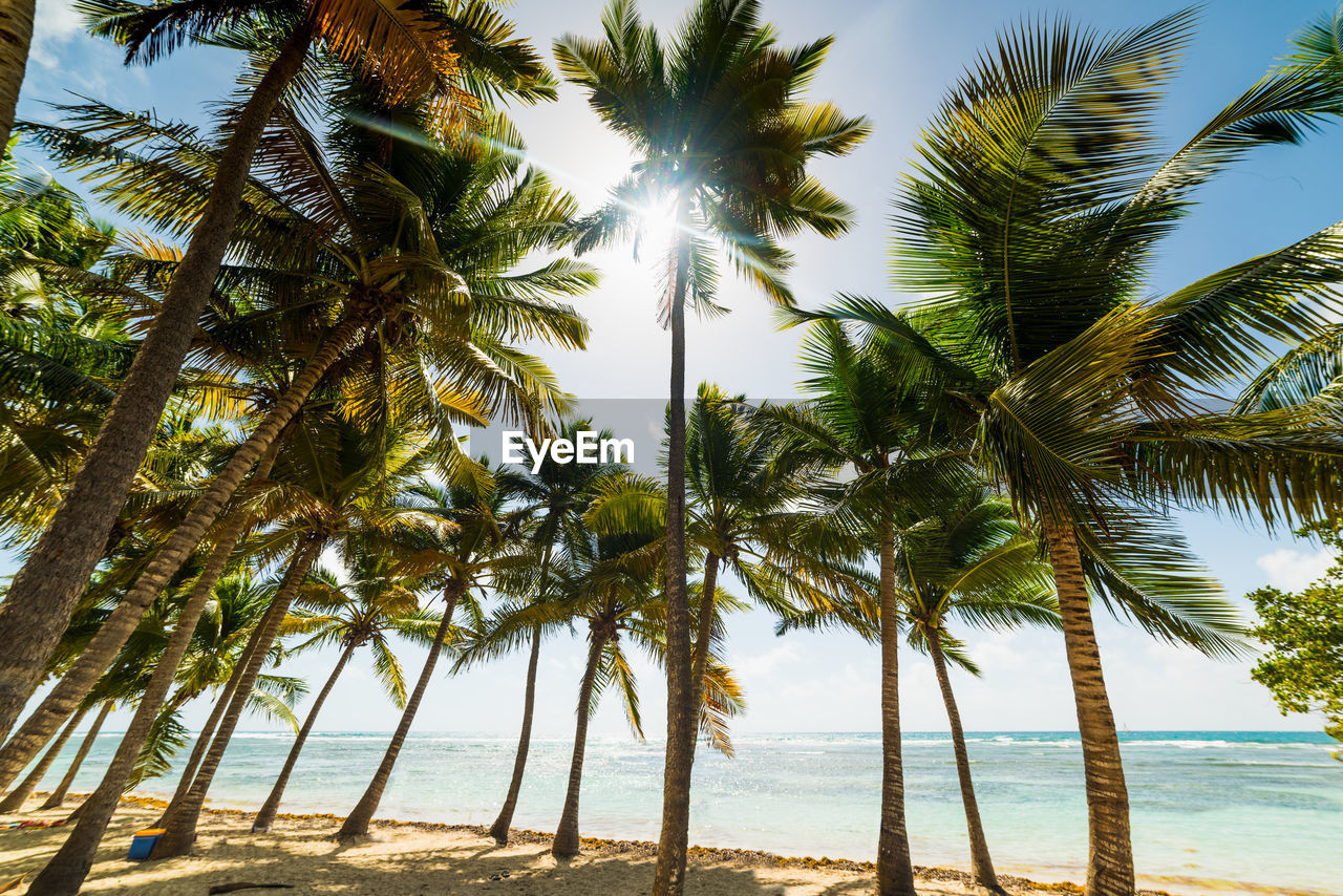 PALM TREES AT BEACH AGAINST SKY