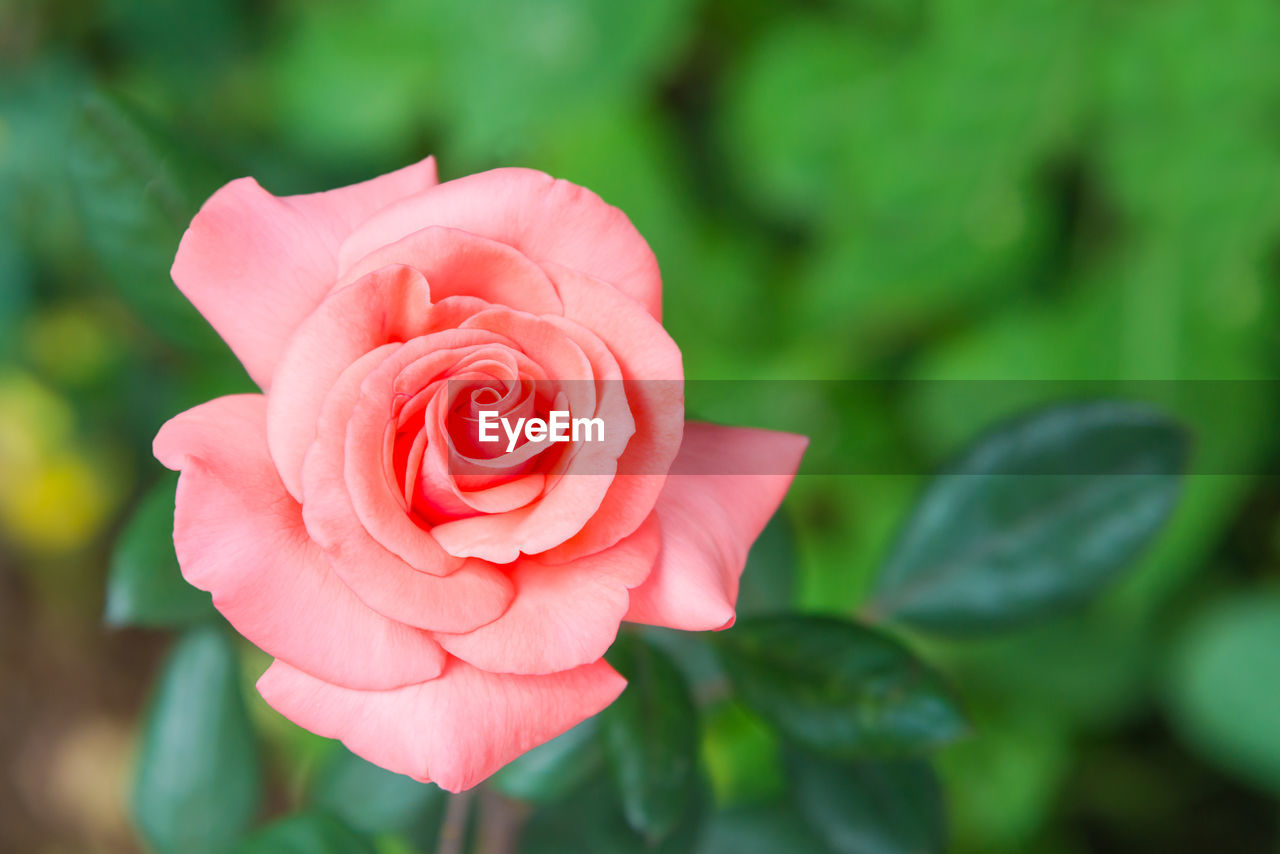 CLOSE-UP OF PINK ROSE IN PLANT