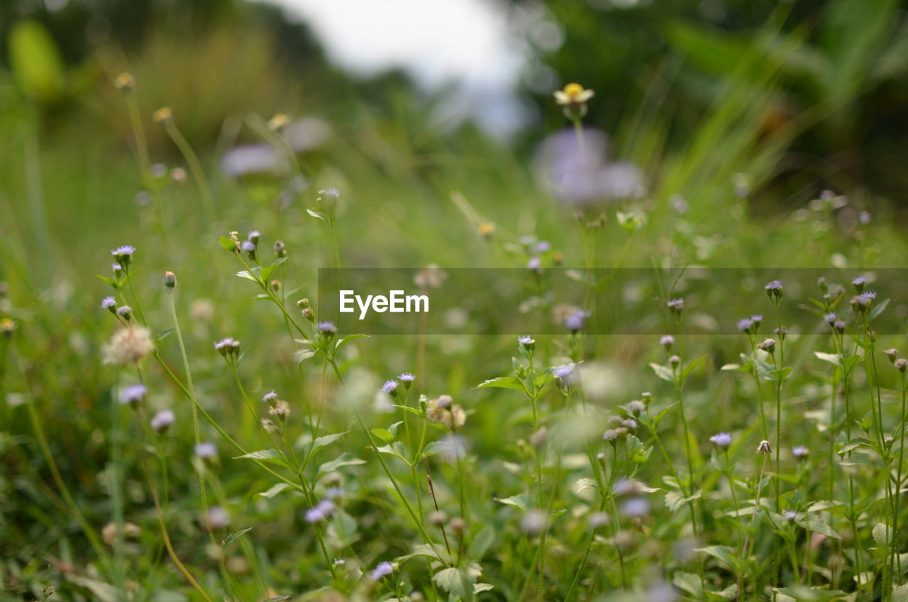 CLOSE-UP OF FLOWERING PLANTS ON LAND