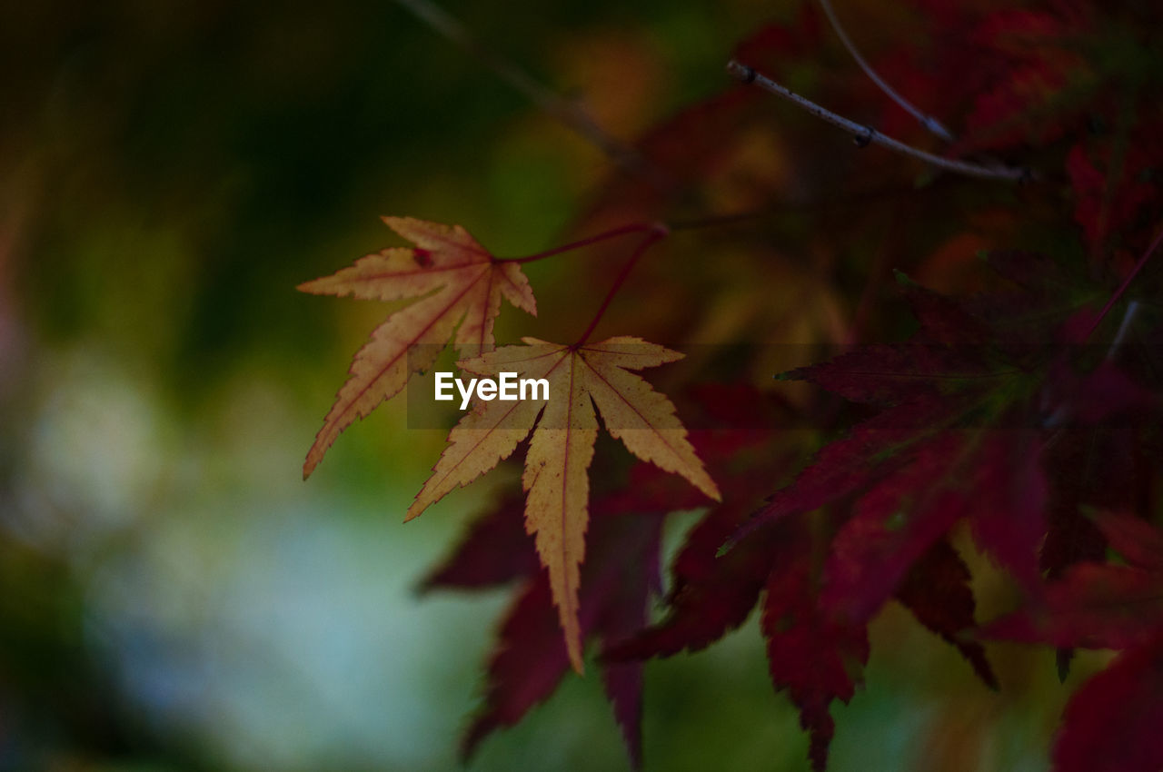 Close-up of maple leaves during autumn