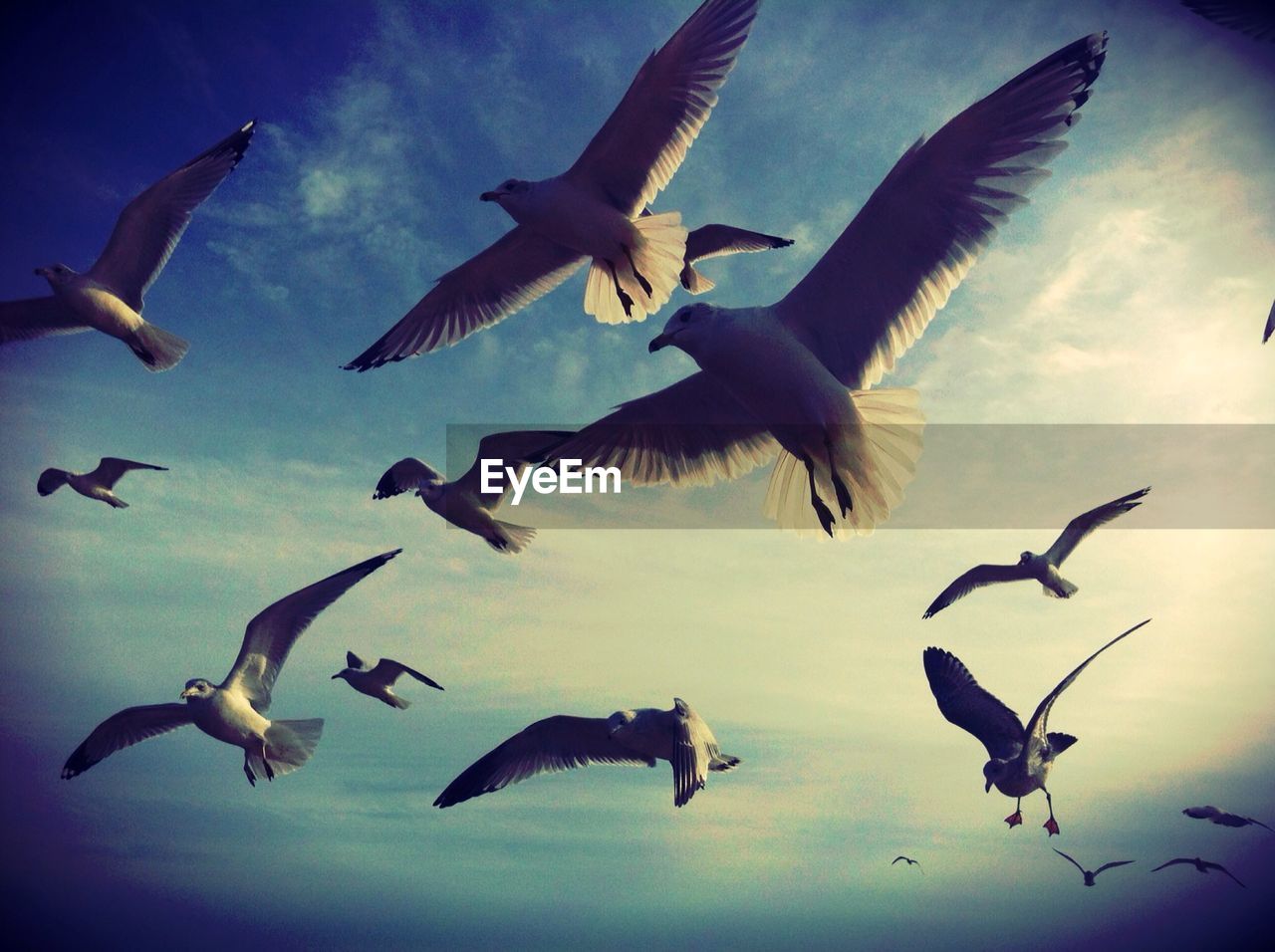 Low angle view of seagulls flying in sky