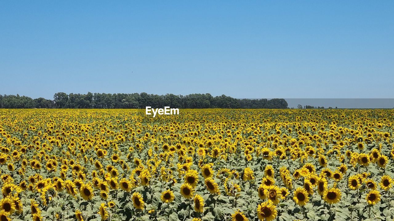 sky, landscape, plant, sunflower, field, agriculture, land, flower, nature, rural scene, yellow, environment, clear sky, beauty in nature, growth, flowering plant, freshness, crop, scenics - nature, no people, abundance, blue, farm, day, tranquility, copy space, sunny, plain, food, tranquil scene, outdoors, horizon, food and drink, fragility, horizon over land, idyllic, flower head, springtime, vegetable