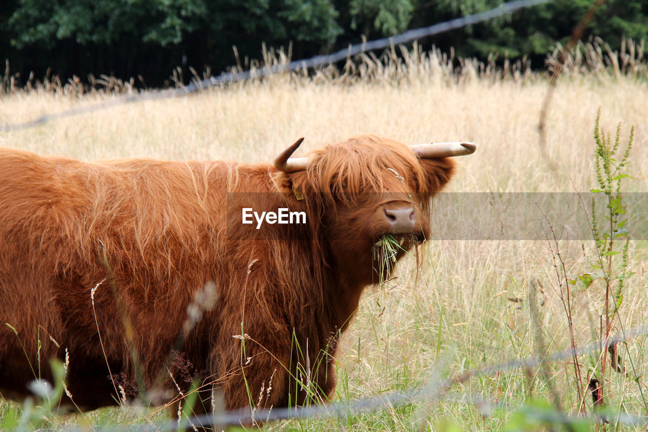 Highland cattle on grassy field