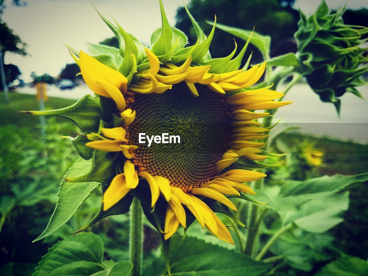 CLOSE-UP OF SUNFLOWERS