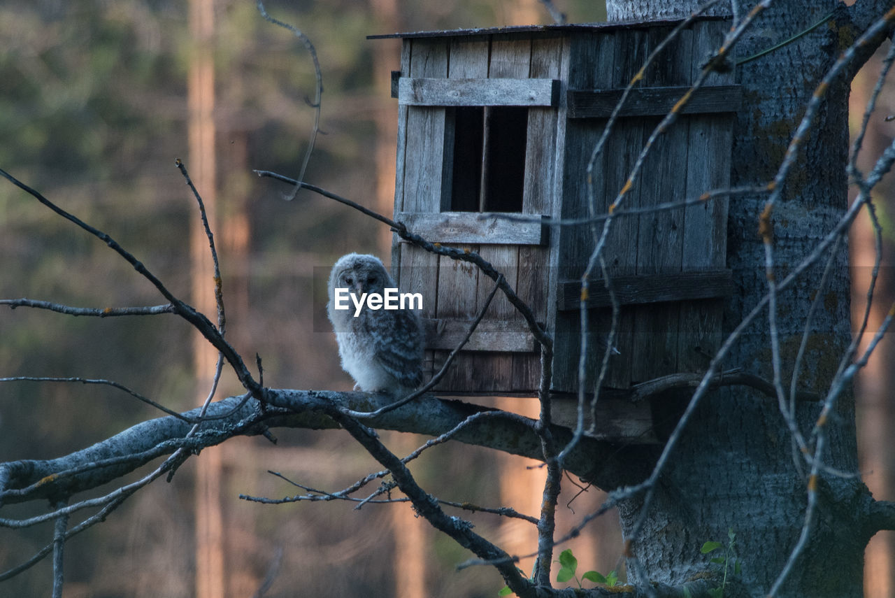 Brave young ural owl, strix uralensis, sitting on a birch tree branch outside nest box 