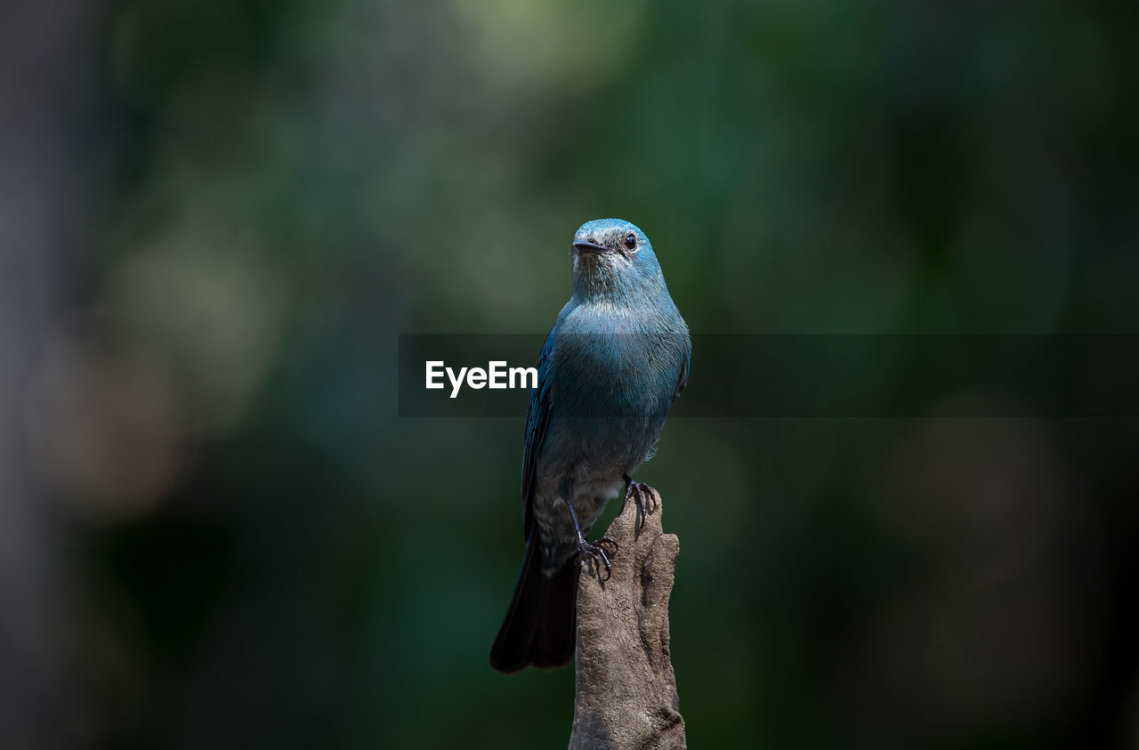 Close-up of bird perching on branch