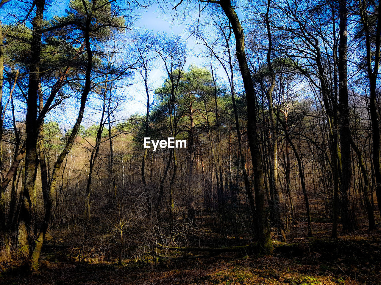 LOW ANGLE VIEW OF TREES AGAINST SKY IN FOREST